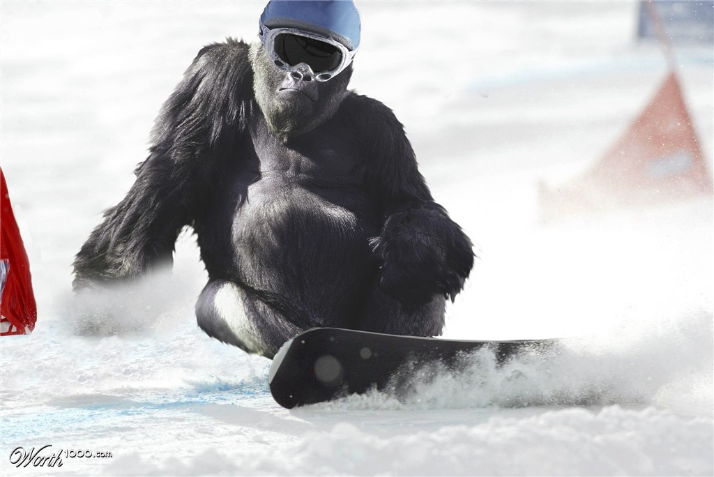 Skiing gorilla