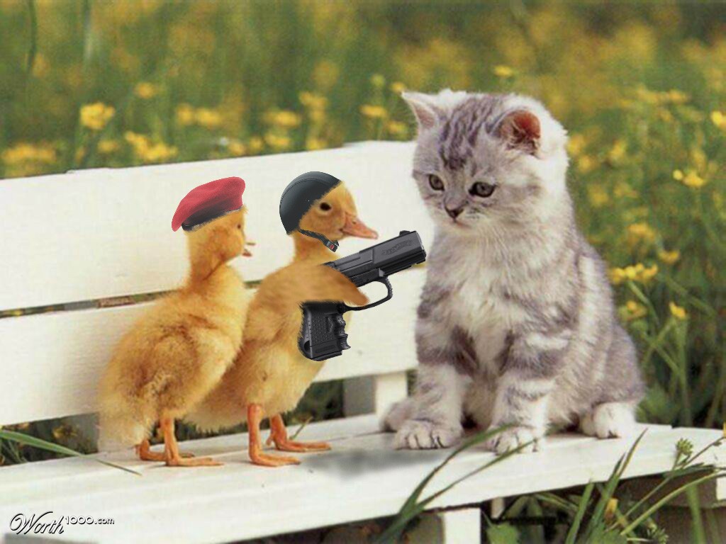 duck band