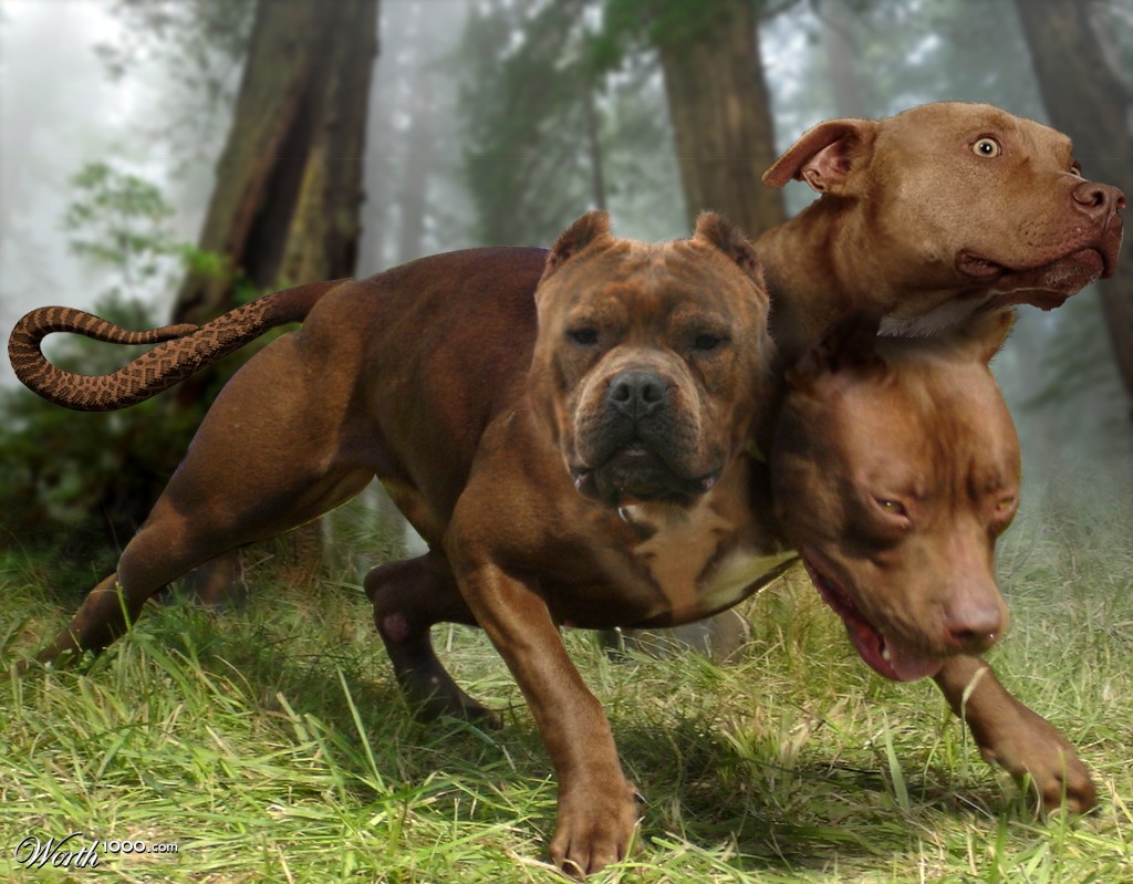 Cerberus