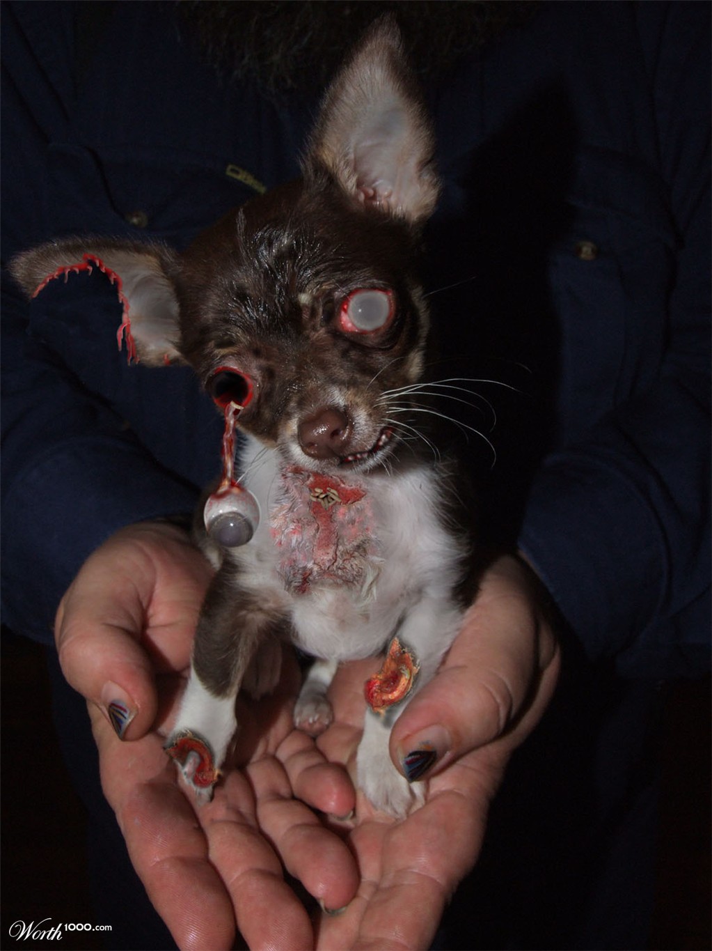 Eye chihuahua
