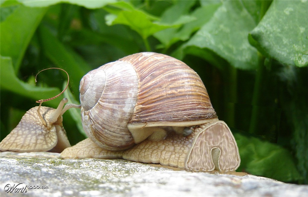 Snailzombie