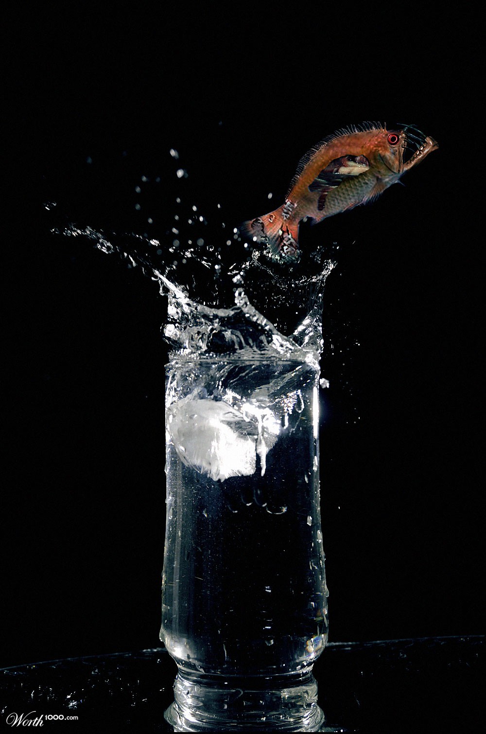 Goldfish