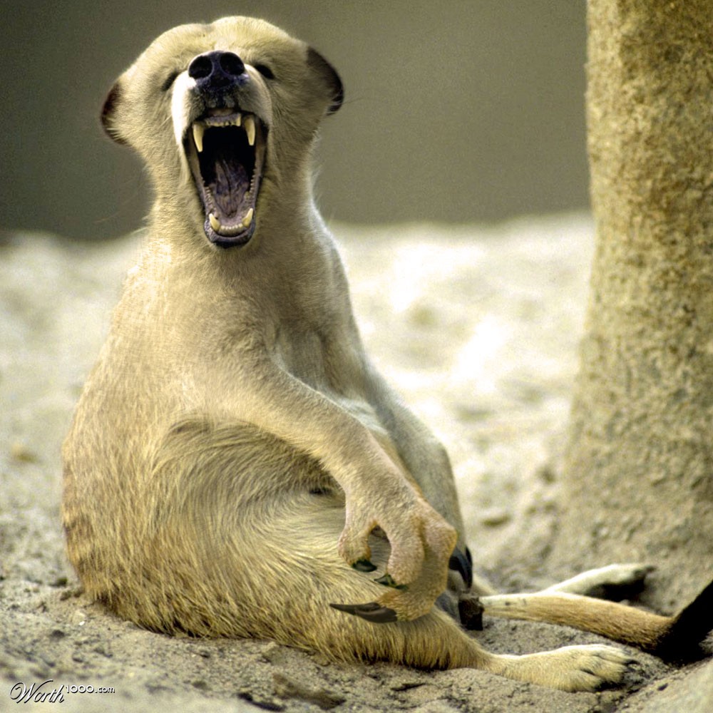 Meerkat Rex