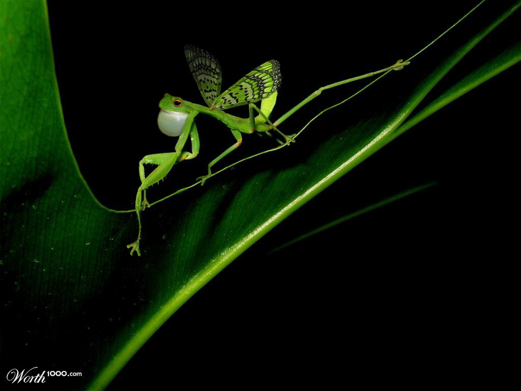 Butterfroggymantis