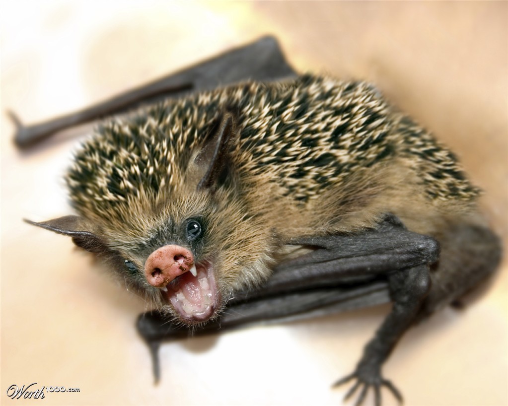 The Hedgeigbat