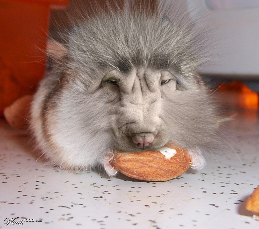 Hamupine Dog