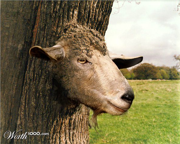 The Holy Goat Tree