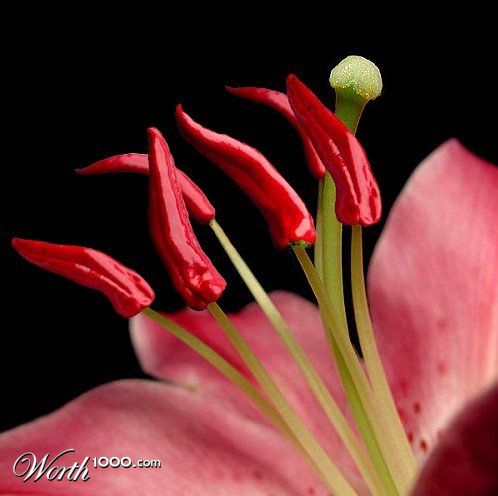 Chillistamen