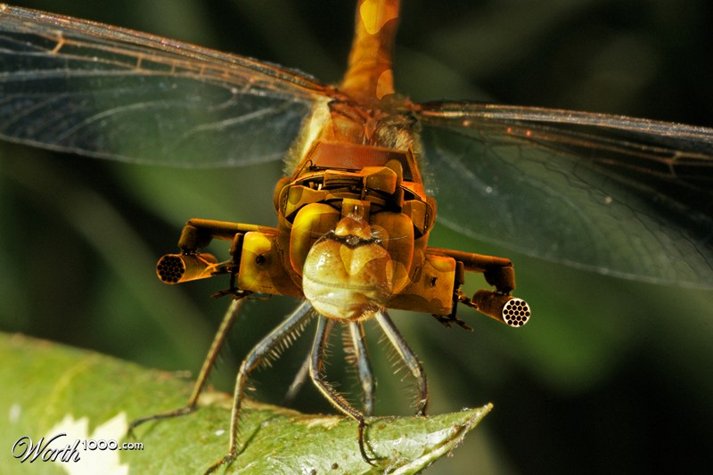 Apache-dragonfly