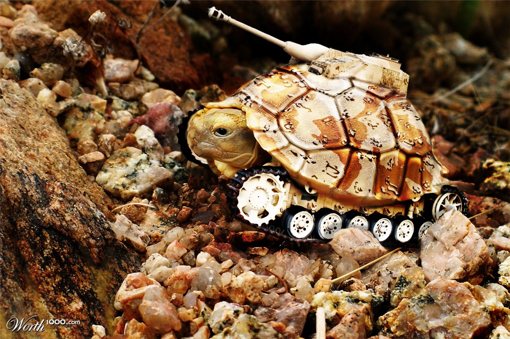 Tortoise Tank