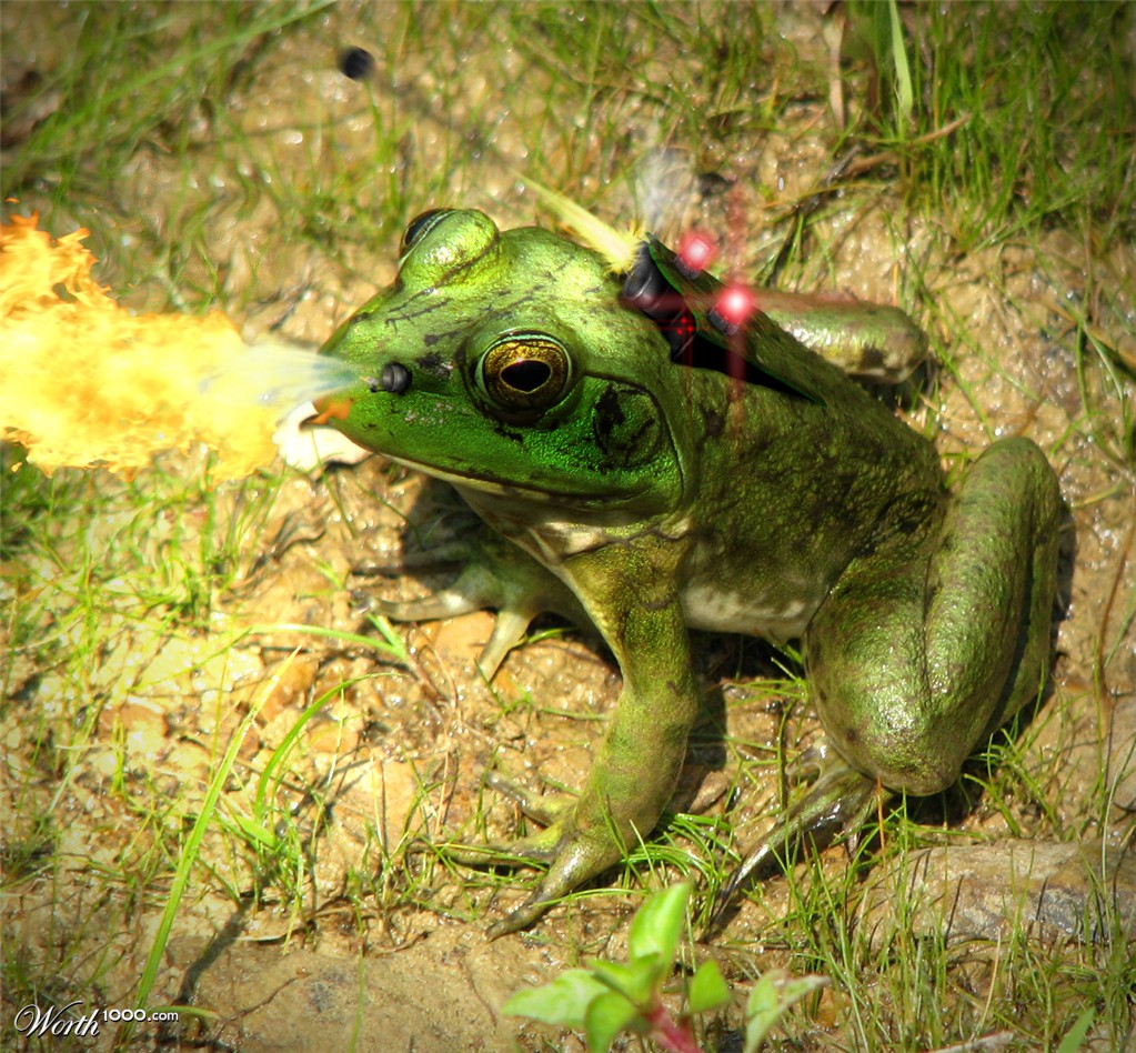 Battlefrog