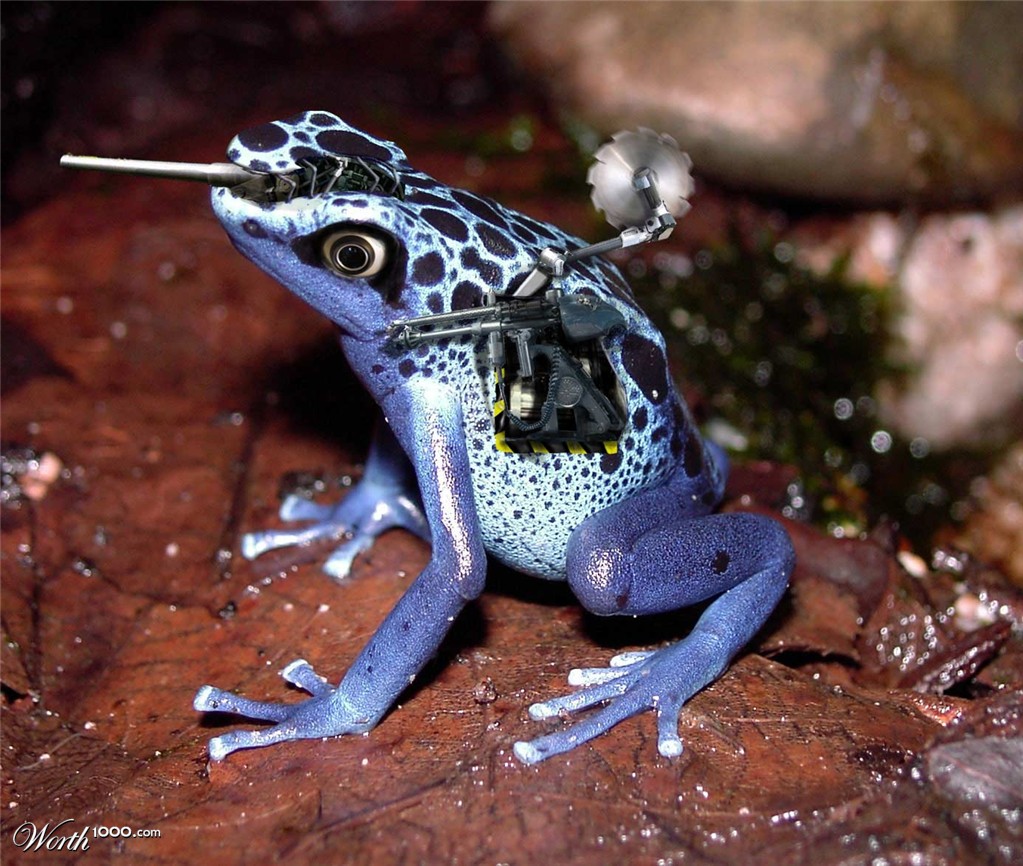 killer frog