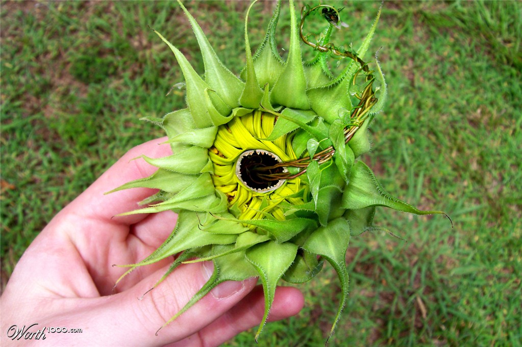 Sunflower attack