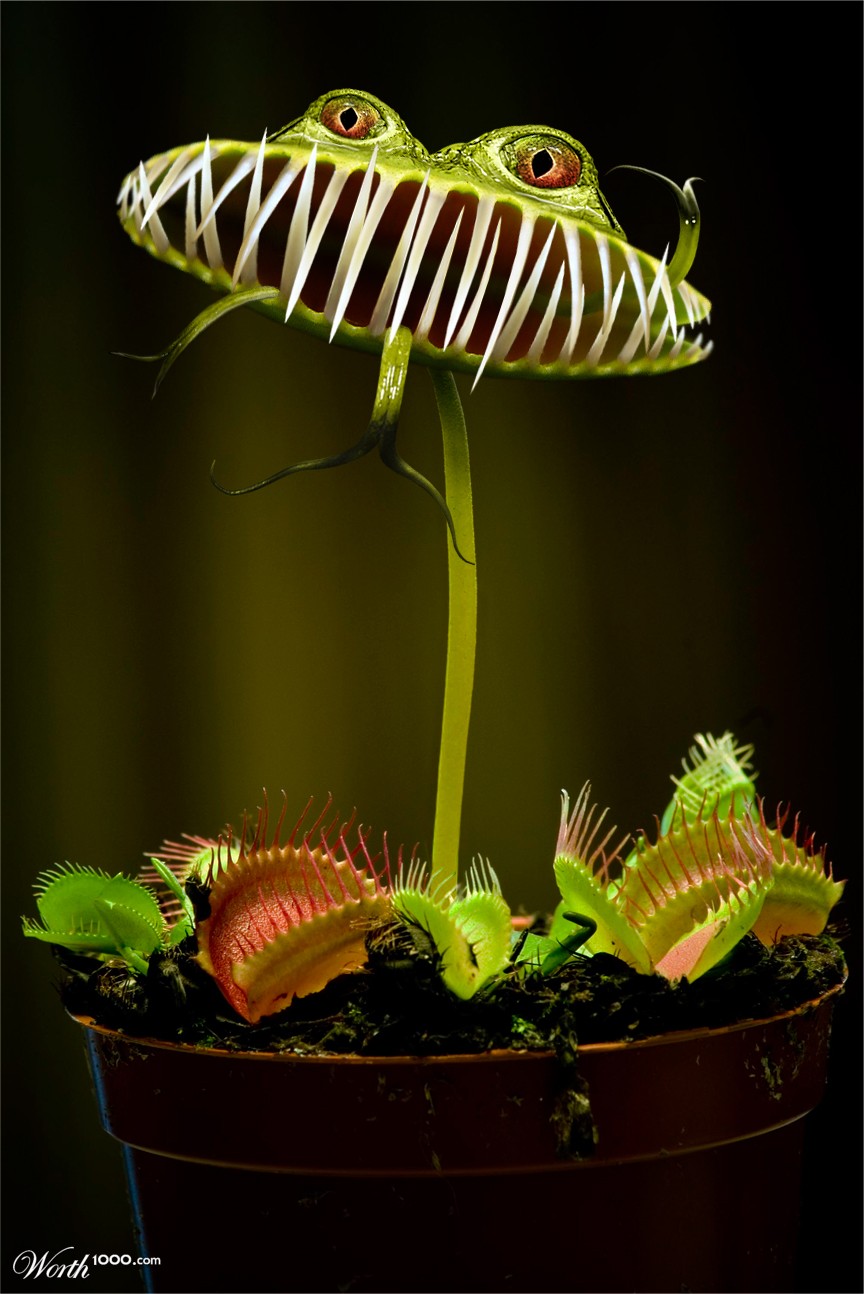 Venus HUMAN Trap