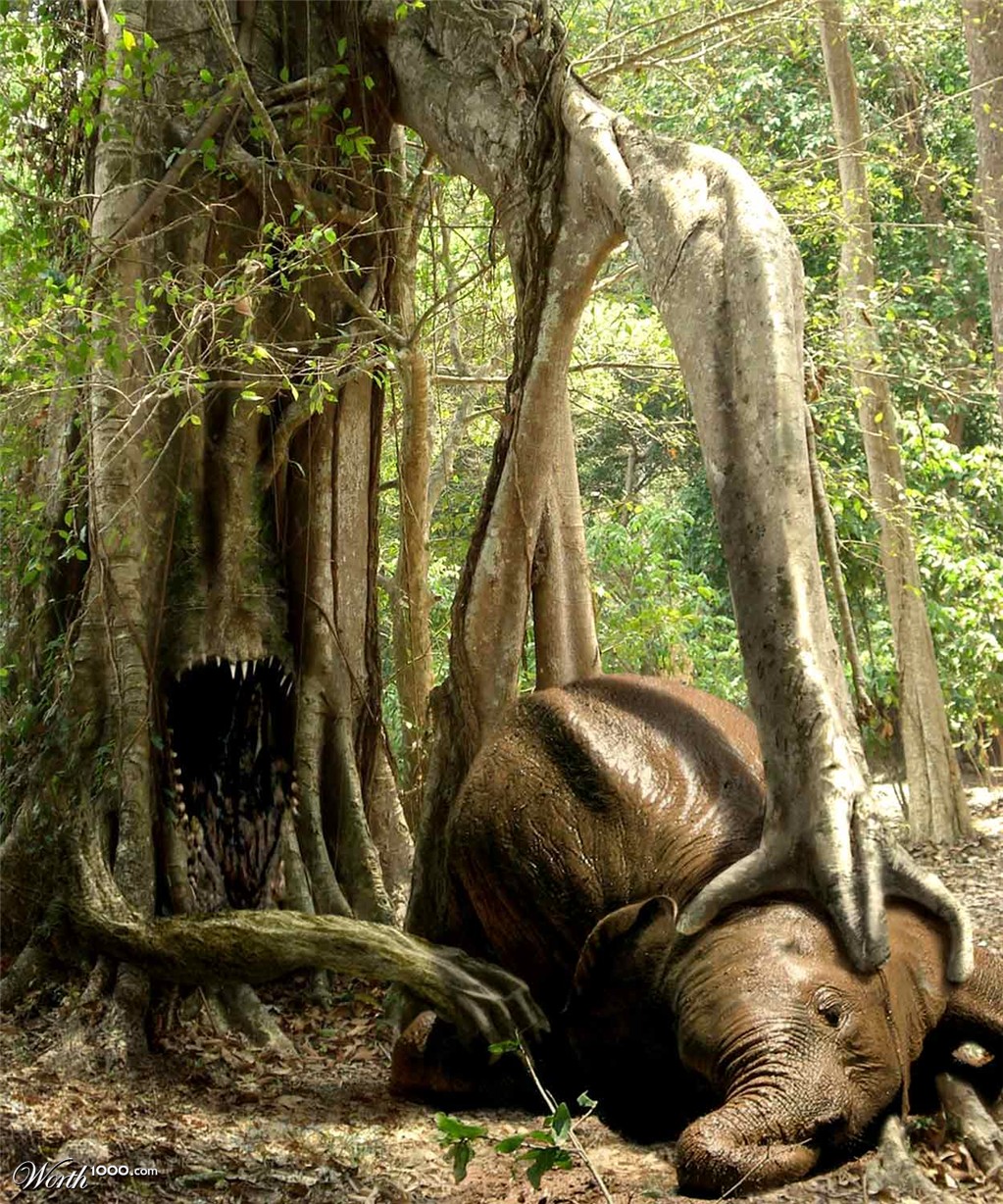 Elephant Trap