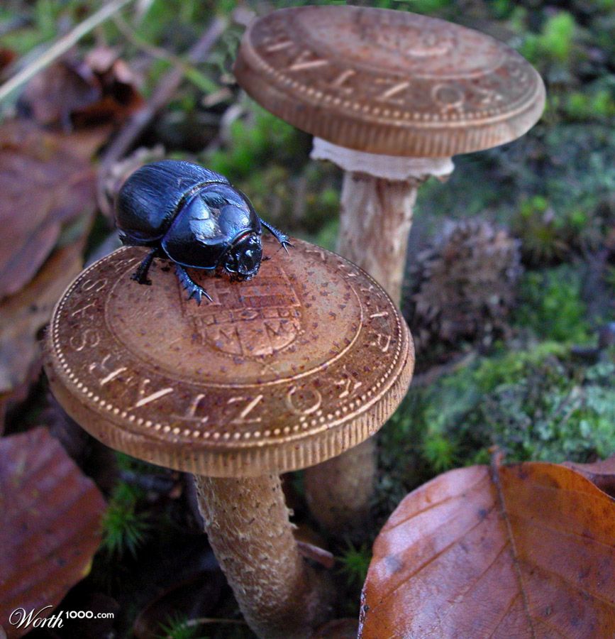 Mushroom Coins