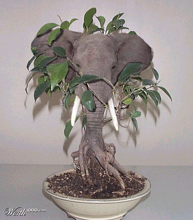 Bonsai Pachyderm