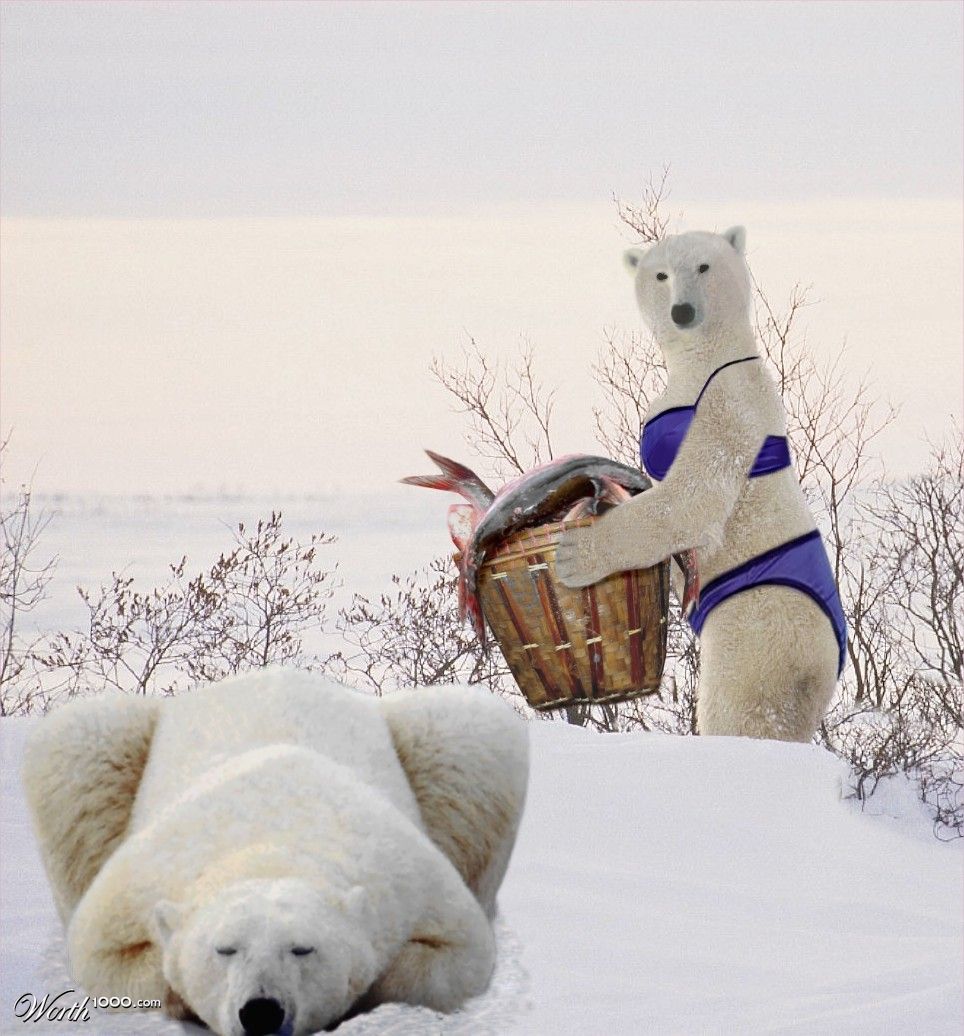 Polar Bear Dreams....