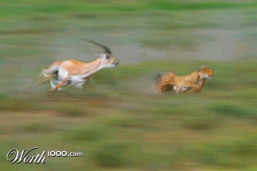 Gazelle's Dream