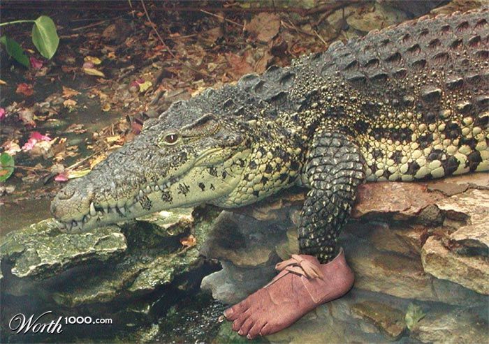 Croc's dream