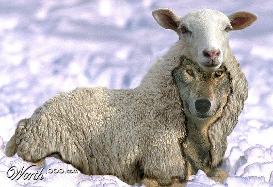 Sheeps Clothing