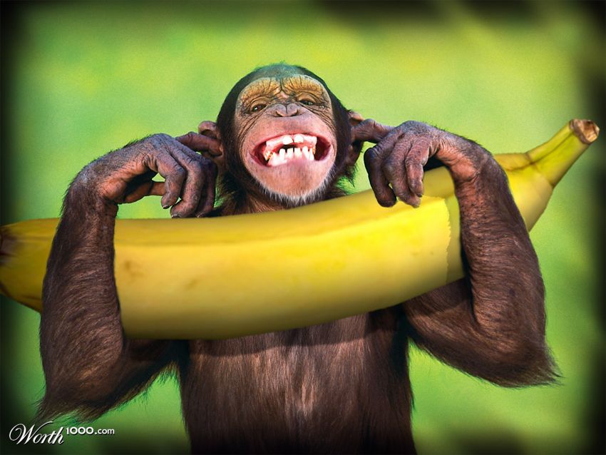 monkey dream
