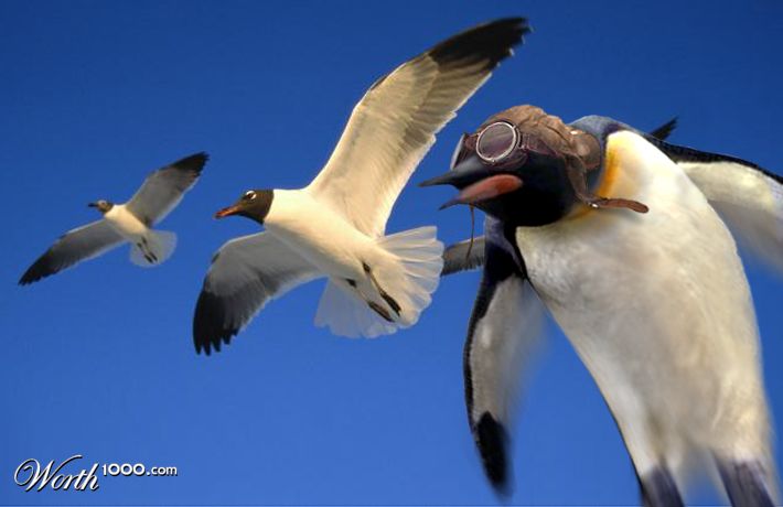 Flight