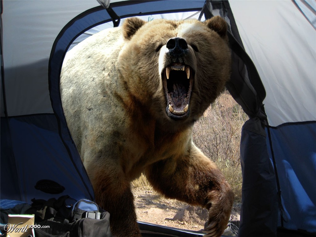 Bear