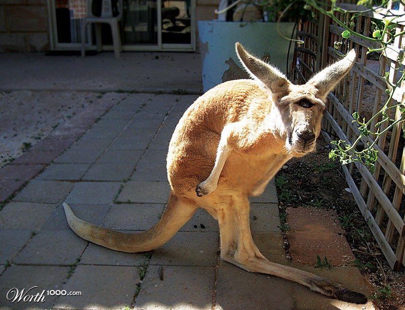 Abnormal Kangaroo