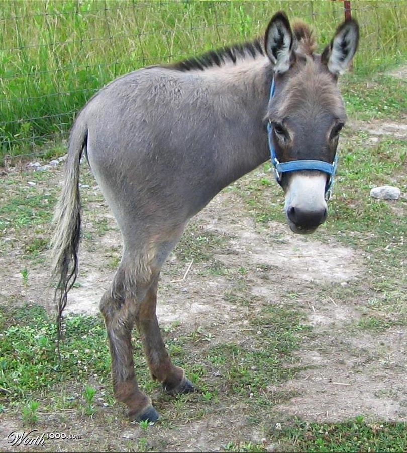 2-Legged Donkey