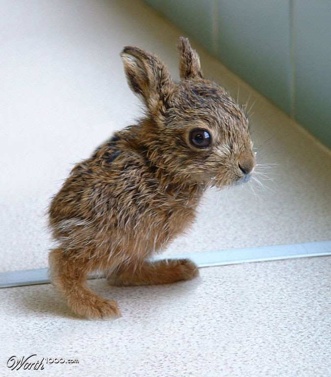 Rabbit