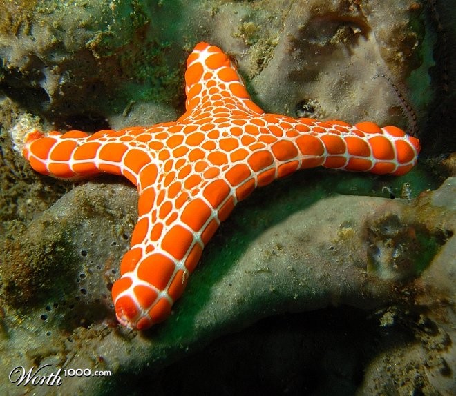 starfish