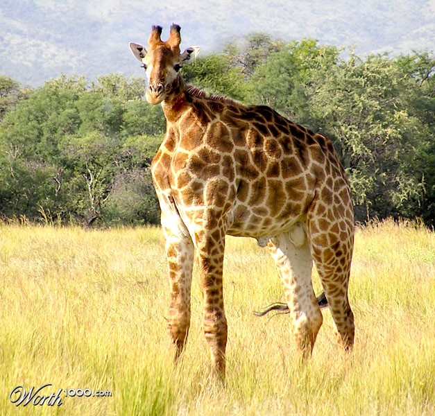 girafe