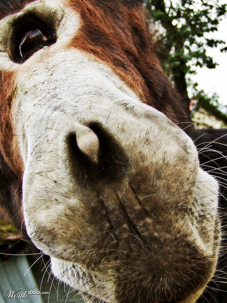 Special Donkey