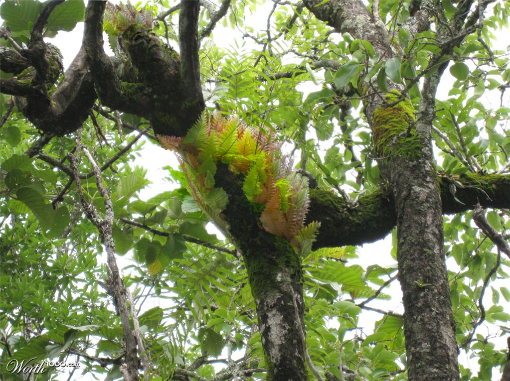 tree ballerina