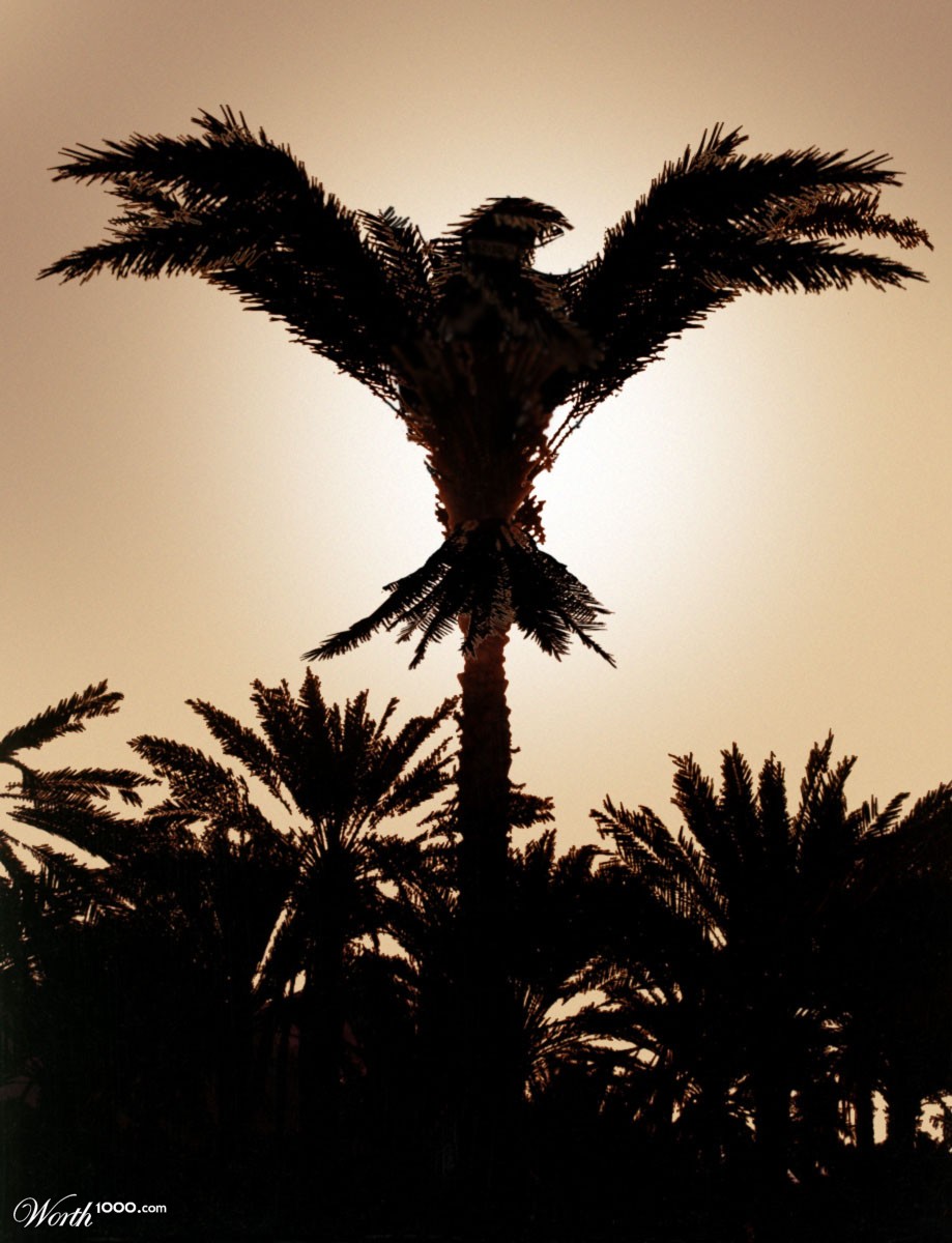 Palm Eagle