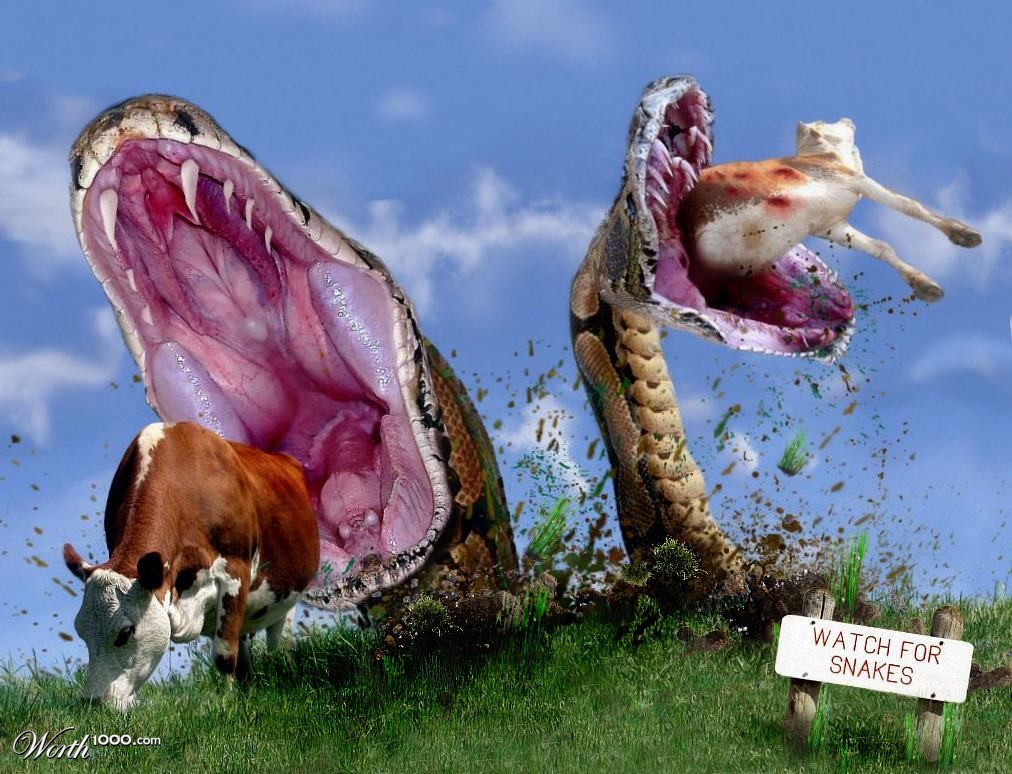 Ground Beef
