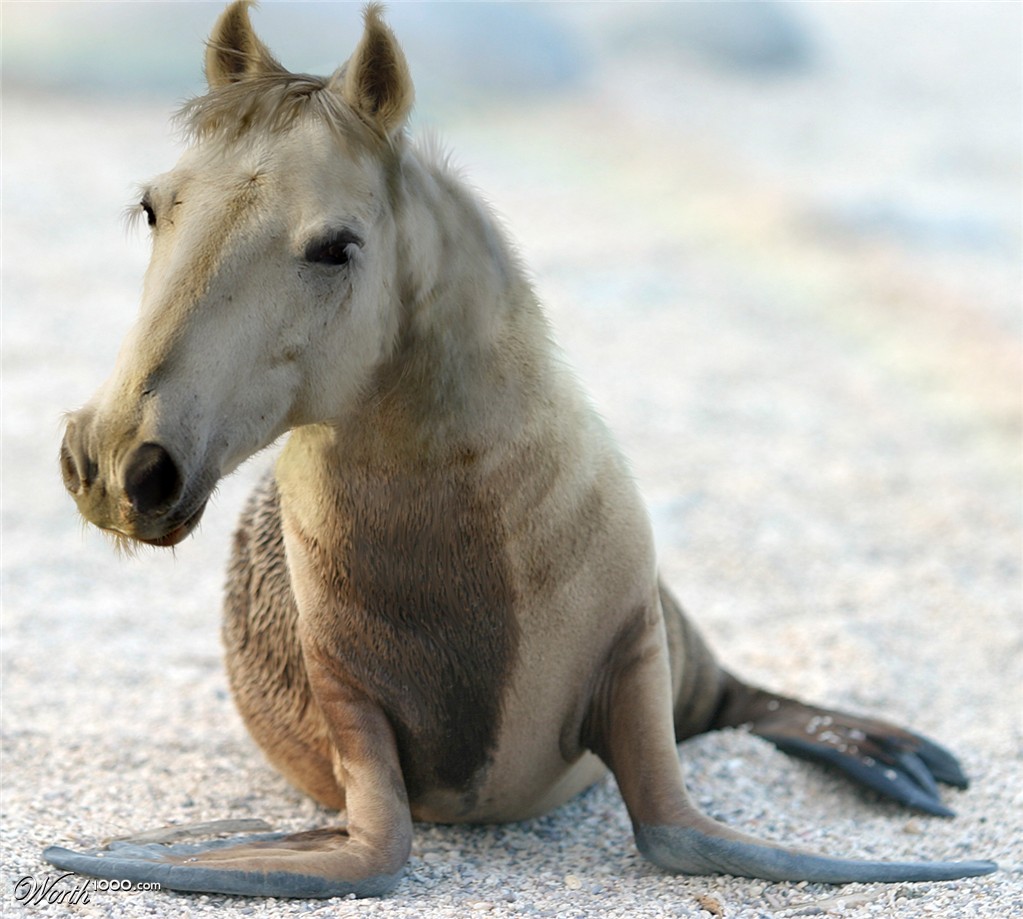 Hippocamp