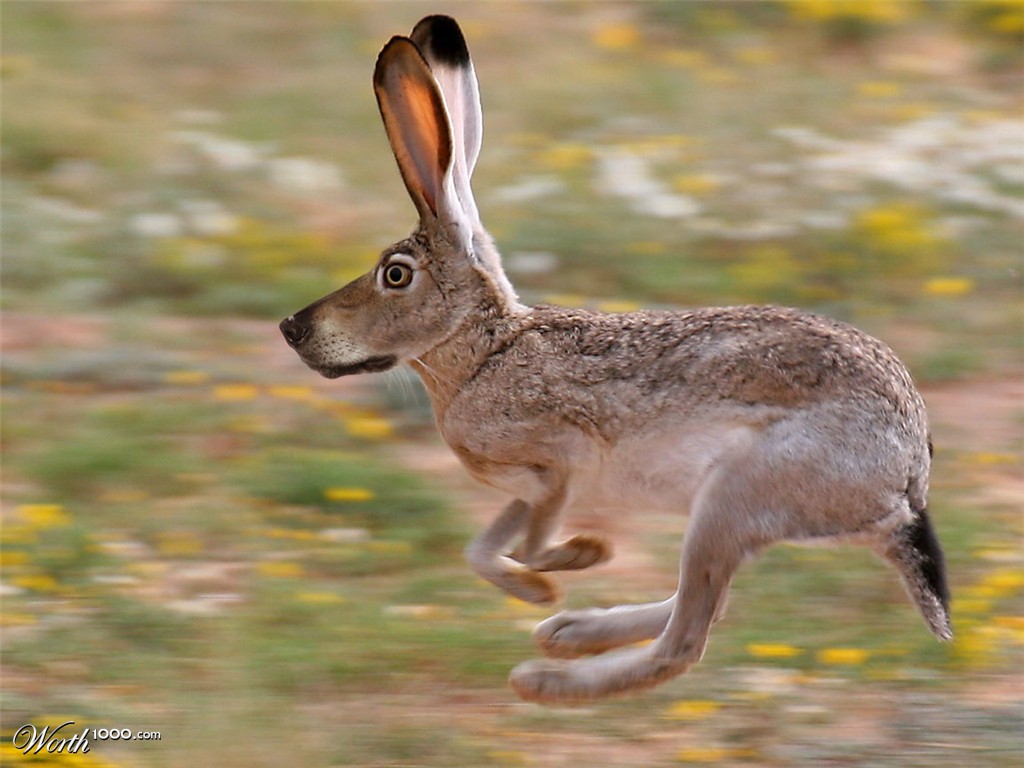 RabbitWolf ?