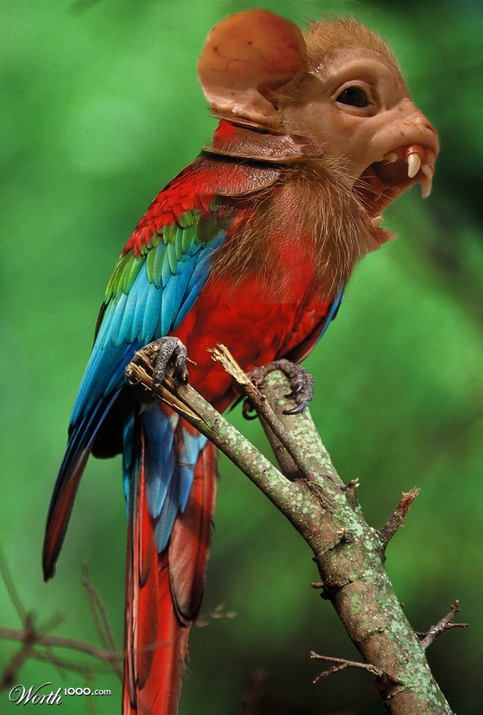 Wierd Bird