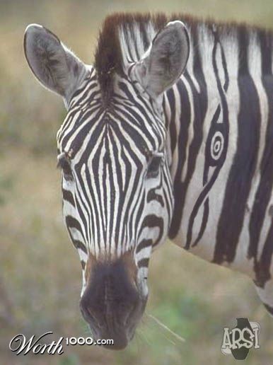Tribal Zebra