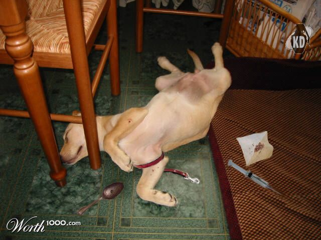 A dog named Horse