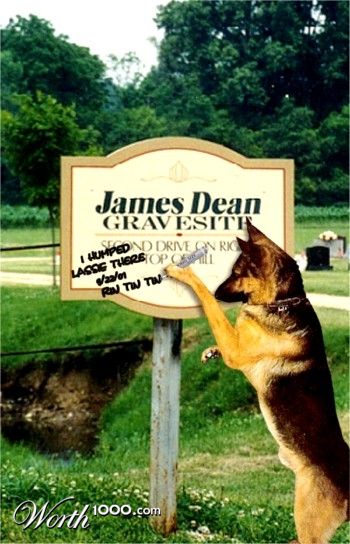 "I humped Lassie..."