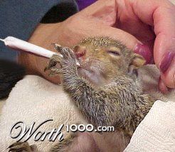Spliff Squirrel