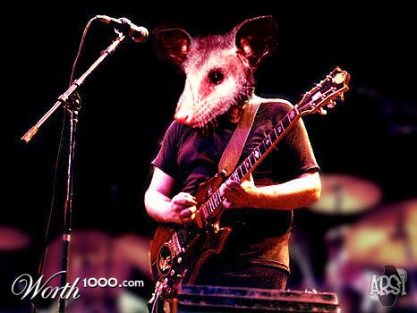 Dead Opossum
