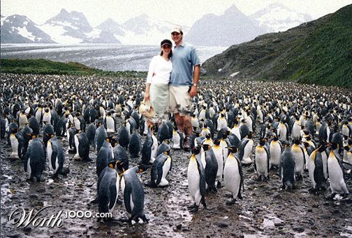 Penguins in Antarctica