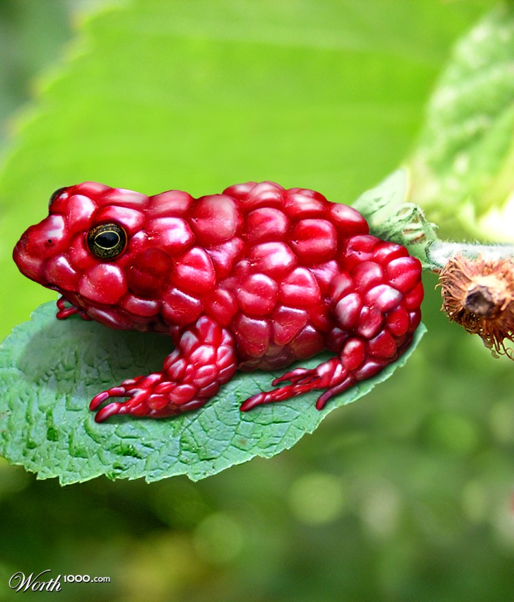 Raspberry Frog