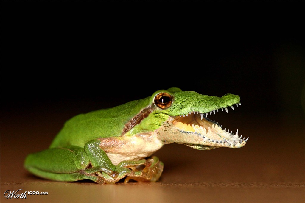 FROGODILE