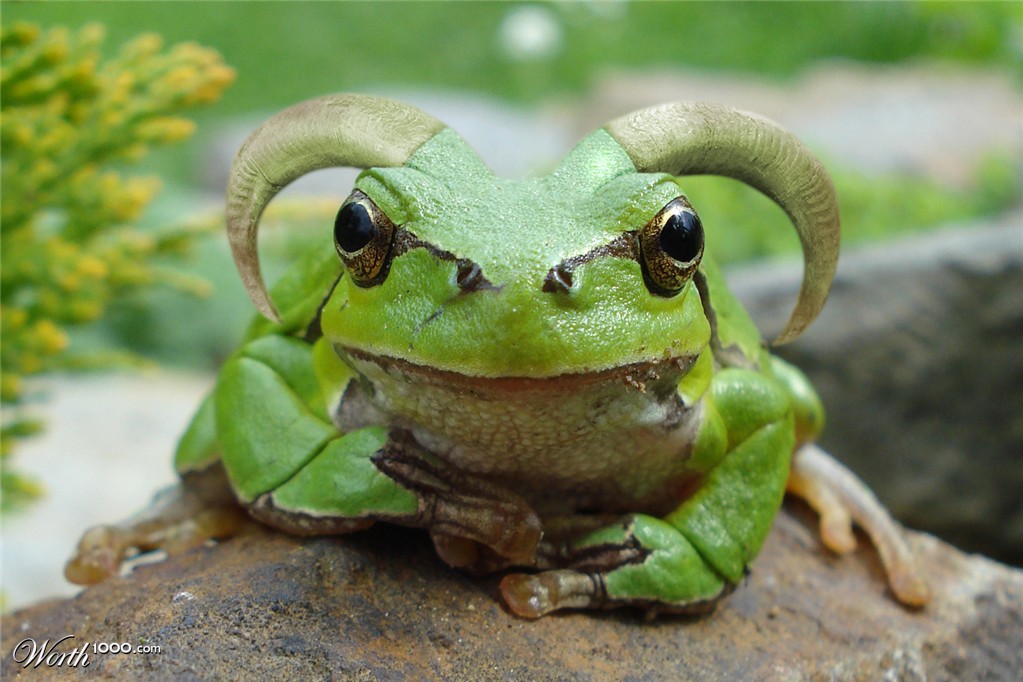 Hornus Toadus