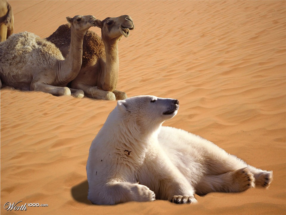 Polar Desert